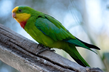 the superb parrot has a green body with red under its neck and yellow forehead and chin