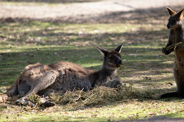 the swamp wallaby and the Kangaroo Island kangaroo are eating together