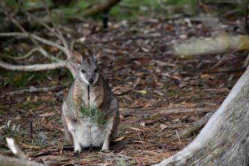 the tammar wallaby  has dark greyish upperparts with a paler underside and rufous-coloured sides and limbs. The tammar wallaby has white stripes on its face.