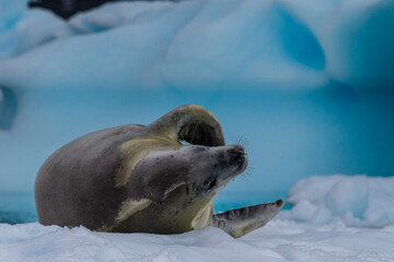 Close-up of a crabeater seal -Lobodon carcinophaga- resting on a small iceberg near the fish islands on the Antarctic peninsula