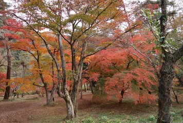 日本, 埼玉県長瀞町の月の石もみじ公園, 荒川, 上長瀞駅