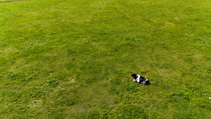 a cow lies on a green meadow top view