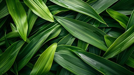 Obraz premium Abstract leaves background, a pattern that resembles nature's colors. Colorful plant texture, a representation of leaf design.