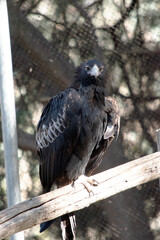 The Wedge-tailed Eagle is a dark brown-black color. The beak of the Wedge-tailed Eagle is pale cream.