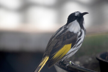 The White cheeked honeyeater have large bright yellow tail and wing panels, with a large conspicuous white cheek patch on a mainly black head