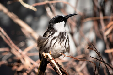 The white cheeked honeyeater has a large bright yellow tail and wing panels, with a large conspicuous white cheek patch on a mainly black head.