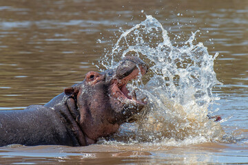 Hippo in water with many splash, Kenya, Africa