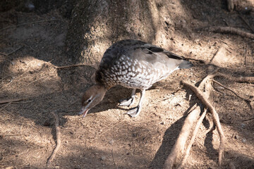 The females have a paler head with two white stripes, above and below the eye, a speckled breast and flanks, with a white lower belly and undertail