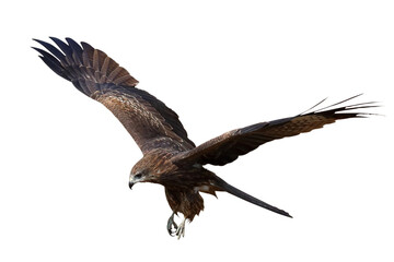 Bird of prey Black kite flying isolated on transparent background png file	
