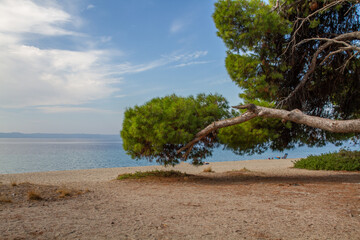 tree on the beach of Lagomandra Greece Chalkidiki