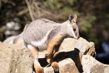 The Yellow-footed Rock-wallaby  is brightly coloured with a white cheek stripe