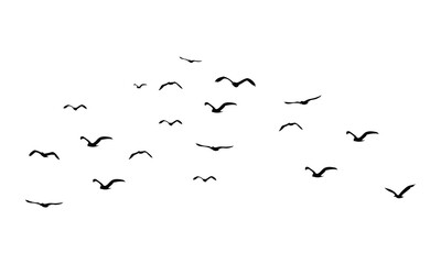 Flying Birds Vector Illustration Collection. 