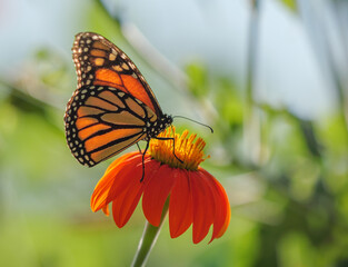 Monarch butterfly on flower, macro closeup.