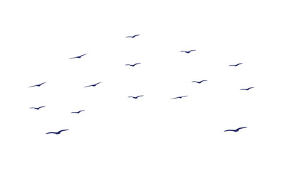 Flying Birds Vector Illustration Collection. 
