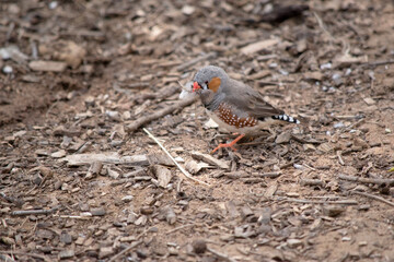 the male zebra finch has a grey body with a white under belly with a black and white tail. It has orange cheeks and black stripe on its face