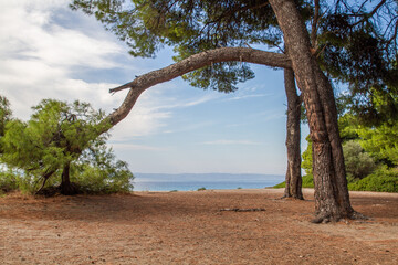 tree on the beach of Lagomandra Greece 