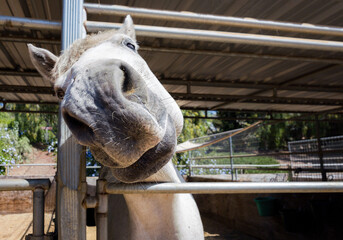 horse smiling 