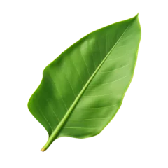 Fresh Green Banana Leaf Isolated On A White Background © Minimal Blue