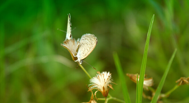 Macro Photography. Beautiful colored butterflies on a natural green background.