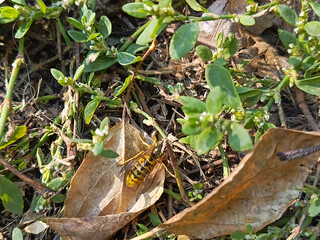 A wasp crawls on grass and leaves. Background, space for text. Life of wasps in the wild. A wasp close-up. Pollinating insects.