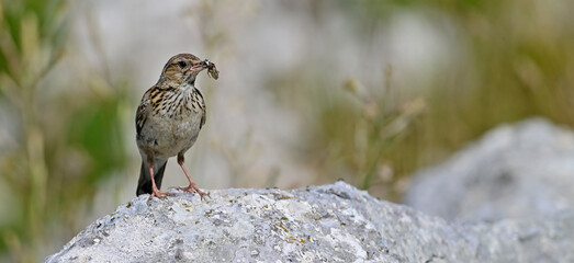Woodlark (Lullula arborea) with grasshopper in its beak // Heidelerche mit Grashüpfer im Schnabel 