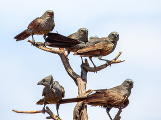 Apostlebird - Struthidea cinerea in Australia