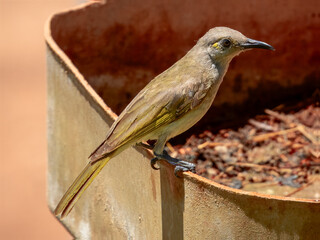 Brown Honeyeater - Lichmera indistincta in Australia