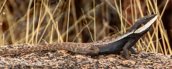 Amphibolurus centralis : Centralian Lashtail Dragon in Australia