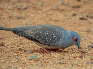 Fototapeta premium Diamond Dove - Geopelia cuneata in Australia