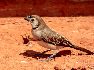 Double-barred Finch - Stizoptera bichenovii in Australia