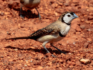 Double-barred Finch - Stizoptera bichenovii in Australia