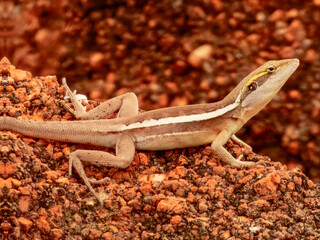 Lophognathus gilberti : Gilbert's Dragon in Australia