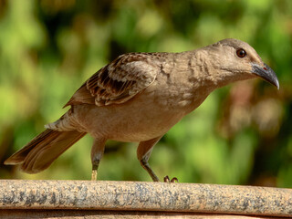 Great Bowerbird - Chlamydera nuchalis in Australia