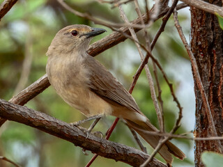 Grey Shrikethrush - Colluricincla harmonica in Australia