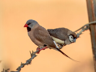 Long-tailed Finch - Poephila acuticauda in Australia