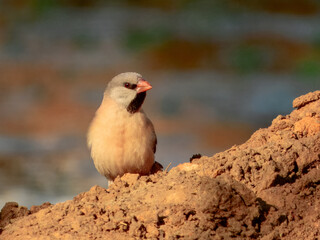 Long-tailed Finch - Poephila acuticauda in Australia