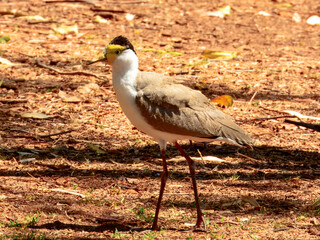 Masked Lapwing - Vanellus miles in Australia