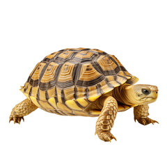 Obraz premium Detailed Close-Up Of A Tortoise Walking With Intricate Brown And Yellow Shell Pattern