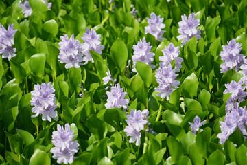 水辺に咲くホテイアオイ