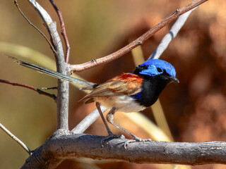 Obraz premium Purple-backed Fairywren - Malurus assimilis in Australia