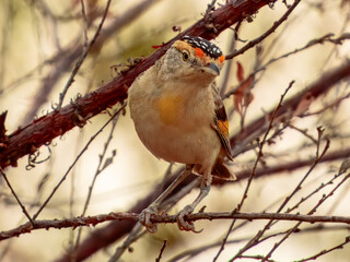 Red-browed Pardalote - Pardalotus rubricatus in Australia
