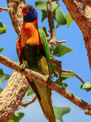 Red-collared Lorikeet - Trichoglossus rubritorquis in Australia