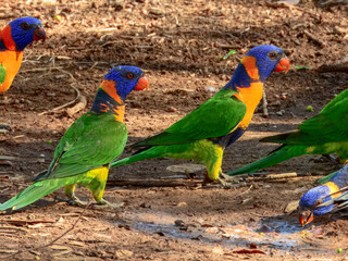 Red-collared Lorikeet - Trichoglossus rubritorquis in Australia