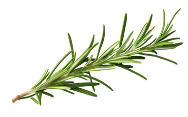 Fresh Rosemary Herb Branch Isolated On White Background