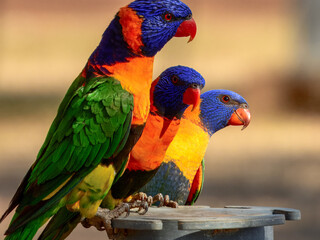 Red-collared Lorikeet - Trichoglossus rubritorquis in Australia