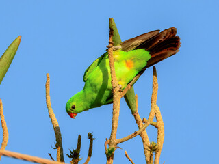 Red-winged Parrot - Aprosmictus erythropterus in Australia