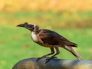 Silver-crowned Friarbird - Philemon argenticeps in Australia