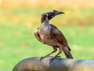 Silver-crowned Friarbird - Philemon argenticeps in Australia