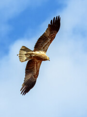 Whistling Kite - Haliastur sphenurus in Australia