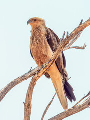 Whistling Kite - Haliastur sphenurus in Australia